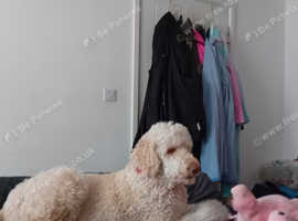 Toy and standard poodle for sale