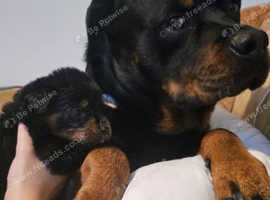 Pure sales rottweiler price