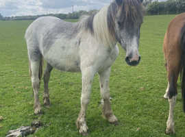 Yearling Cob Colt