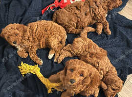 Cavapoo for sale