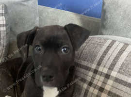Lurcher/Cane corsa