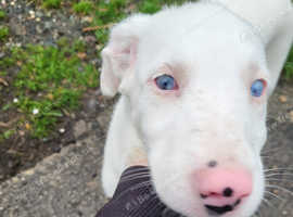 Welsh collie mix blue eyes female!