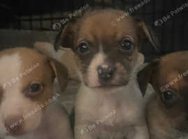 Only 2 chiweenies left mini dachshund cross chihuahua