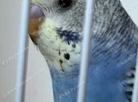 Baby budgie ring number 13 2025 rung