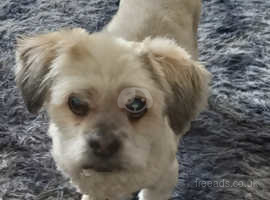 Lhasa apso looking for good home