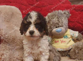 Cockapoo