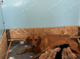 labrador retriever working strain