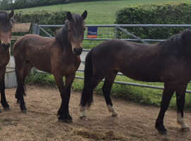 2yr old New Forest Part