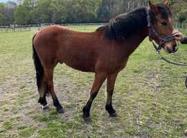 Registered New Forest  yearling , 2 and 3 year old Geldings & Filly