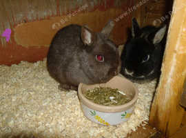 molly an Dolly ready for Adoption