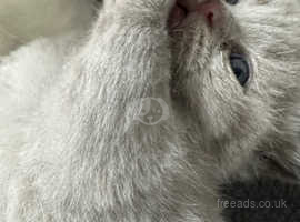 Stunning chunky, British shorthair kittens