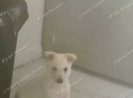 White German Shepard
