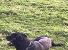 Beautiful Rottweiler Girl