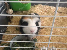 Long Haired Guinea Pig