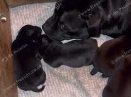 Staffy puppy