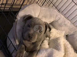 GorgeGous Blue Staffordshire Bull Terriers Puppies