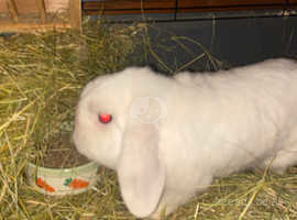 Buck rabbit