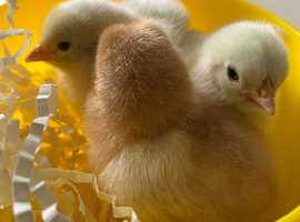 Tiny Pekin Bantam Chicks for Sale