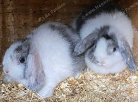 Mini lop boys 8 weeks.