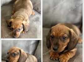 KC registered miniature dachshund puppies