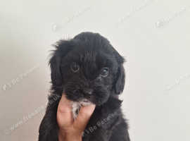 1 shihpoo pup left