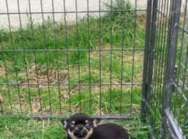 Tiny chihuahua puppy