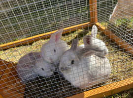 Beautiful giant lop eared rabbits
