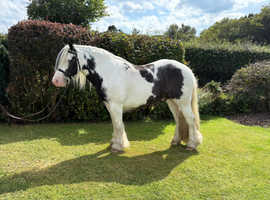 Smart, quality, traditional cob