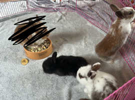 Beautiful bunny's for sale