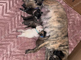 F2 Pugaliers for sale last boy available