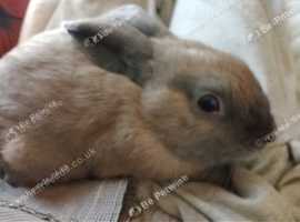 Reluctant velvet grey & 2 ginger and brown