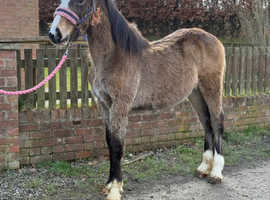 Stunning buckskin welsh d colt