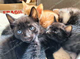 3 left Super RARE Black Ghost Spotted & Ginger Bengal X Babies