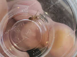 Various tarantulas for sale