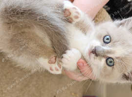BSH MUNCHKIN /velvet coat sphinx.