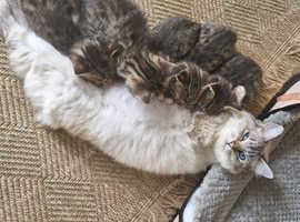 Stunning ragdoll x spynx kittens READY 13TH MAY