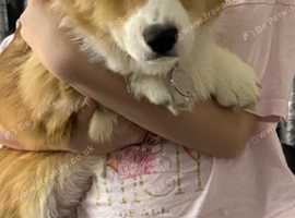 Pembroke corgi