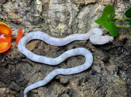 Axanthic Blonde Trans Pecos Rat Snake at Birmingham Reptiles
