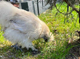 1 blue bantam hen / 1 Polis Perkins