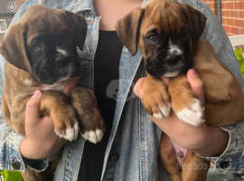 2 MALE KC BOXER PUPPIES LEFT READY TO LEAVE NOW