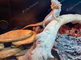 Bearded dragon for sale , Comes with full setup