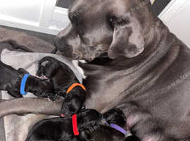 Skyla's Gorgeous litter of pups