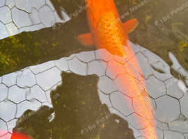 Orange koi fish