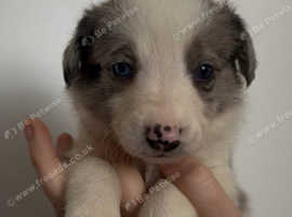 Beautiful Merle & black/ white collie pups reasy to reserve