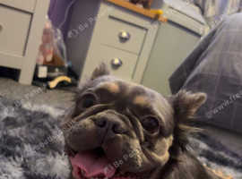 2yr old fluffy frenchie tan/blue