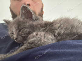 9 weeks old kitten for sale
