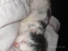 Mainecoon cross kittens males and females