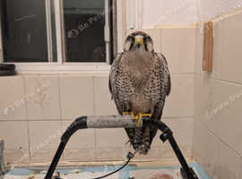 Falcon