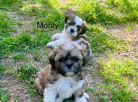 Lhasa apso puppies