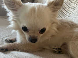 "SPARKIE" The Chihuahua Is Missing